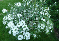 arrangement: Blanco