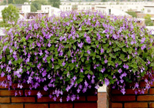 arrangement: Streptocarpus