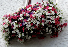 arrangement: ARENAS