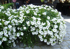 arrangement: ESTEPONA