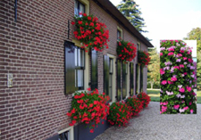 arrangement: GRANDIDOLS