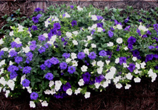 arrangement: NERJA