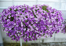 arrangement: TERRASSA
