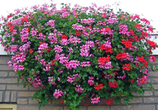 arrangement: WENEN