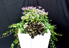 najaar arrangement: Bolsward