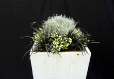 najaar arrangement: Franeker