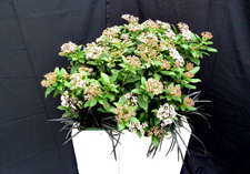najaar arrangement: Leeuwarden
