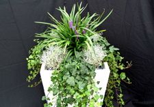 najaar arrangement: Sneek
