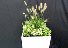 najaar arrangement: Stavoren