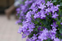 Tuincentrum Houten