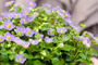 Tuincentrum Houten